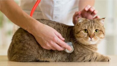 بوابة صحتك - غسيل المعدة عند القطط