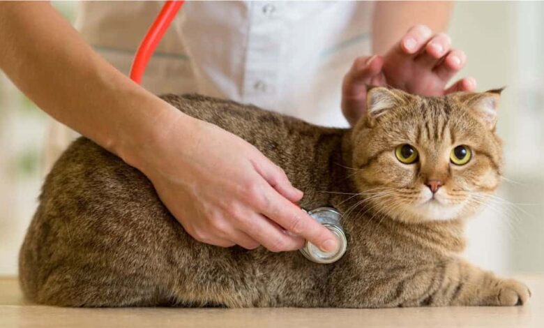 بوابة صحتك - غسيل المعدة عند القطط